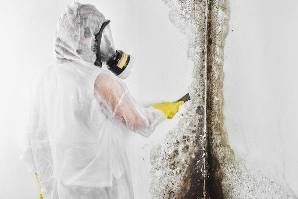 Bernice, LA Mold Removal Pros