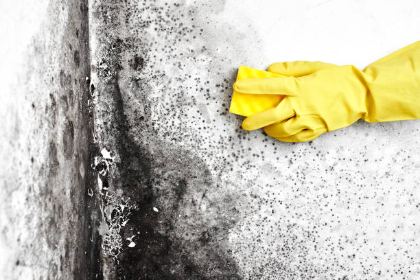 Best Crawl Space Mold Removal  in Bernice, LA