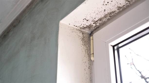 Best Fast Mold Removal  in Bernice, LA