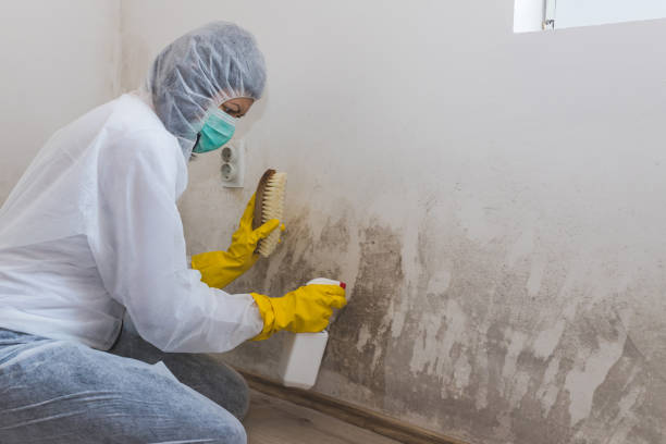 Best Home Mold Removal  in Bernice, LA