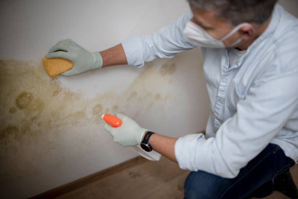 Best Same-Day Mold Removal  in Bernice, LA