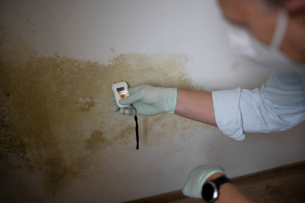 Mold Testing and Removal in Bernice, LA