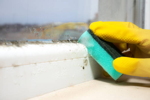 Best Mold Damage Repair  in Bernice, LA