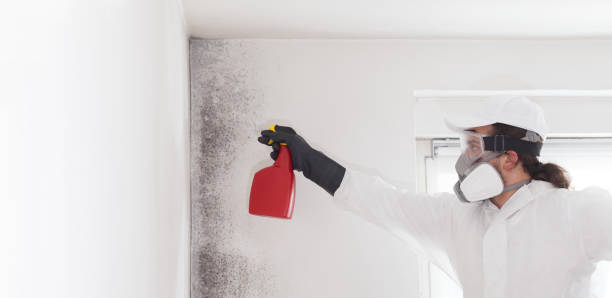 Bernice, LA Mold Removal Company