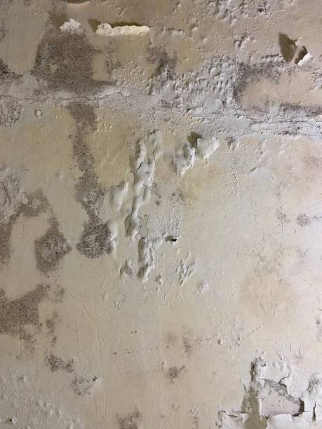 Best Crawl Space Mold Removal  in Bernice, LA