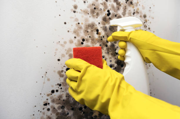 Best Mold Testing and Removal  in Bernice, LA
