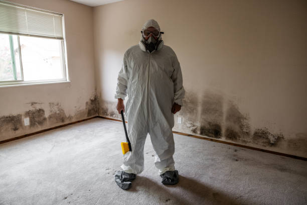 Best Professional Mold Removal  in Bernice, LA
