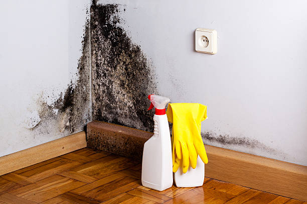 Best Mold Removal and Inspection  in Bernice, LA