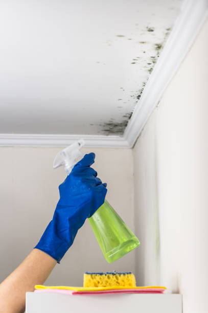 Best Mold Removal Specialists  in Bernice, LA