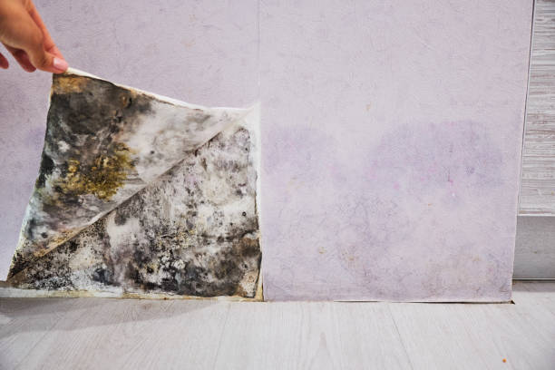 Best Best Mold Removal Companies  in Bernice, LA